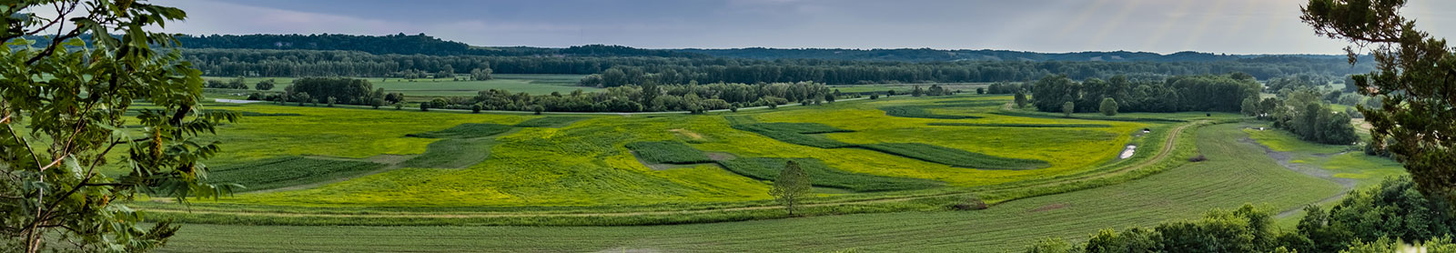 Missouri River floodplain in summer