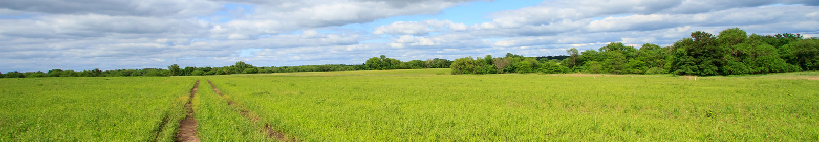 Green fields in Missouri